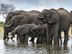 Elephant deaths spark mystery in Zimbabwe forest