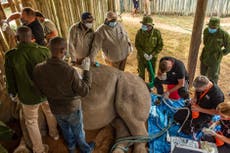 Covid deals a blow to saving critically endangered Northern White rhino