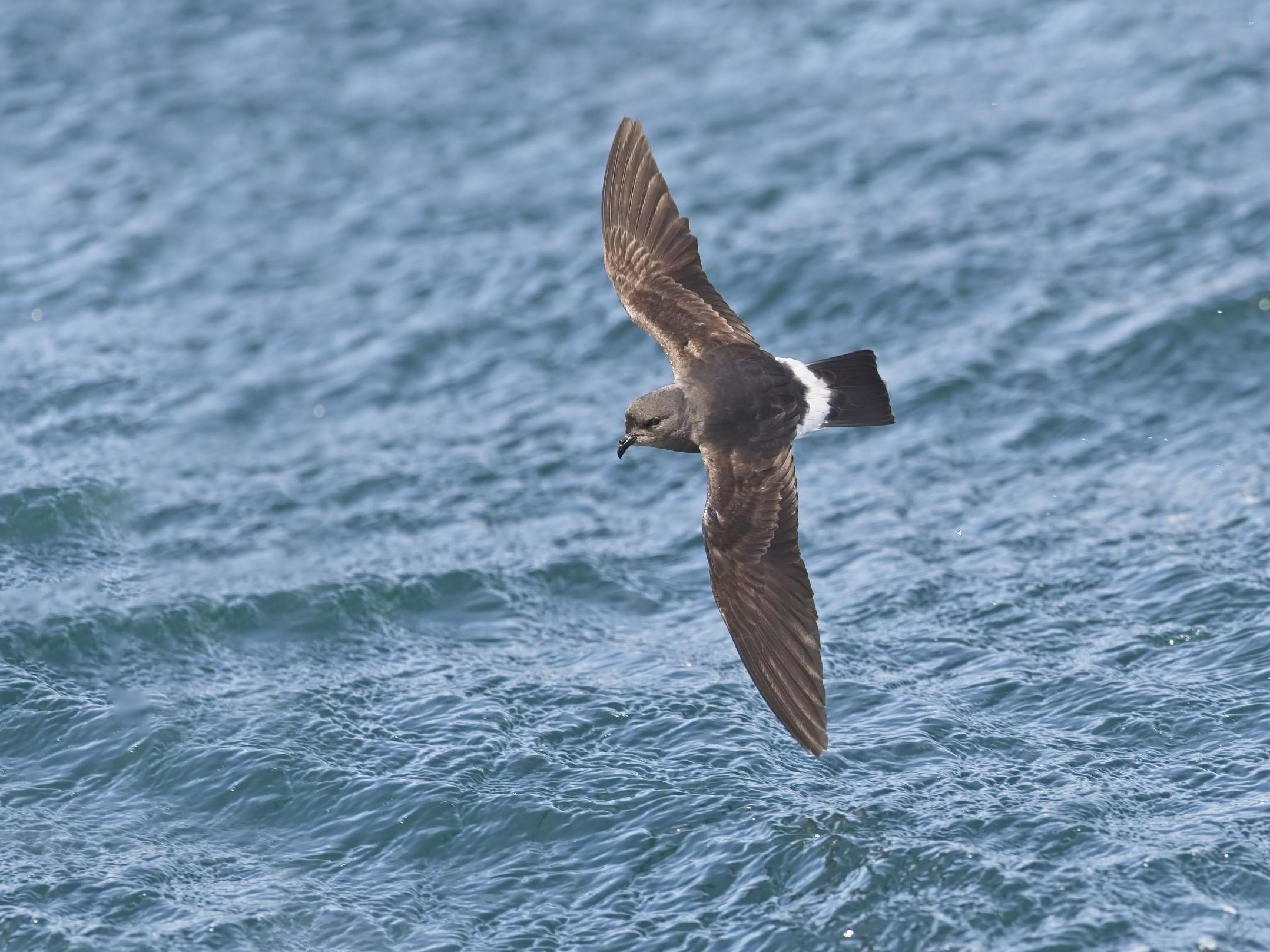 Storm petrels relied more on inshore waters than researchers had expected