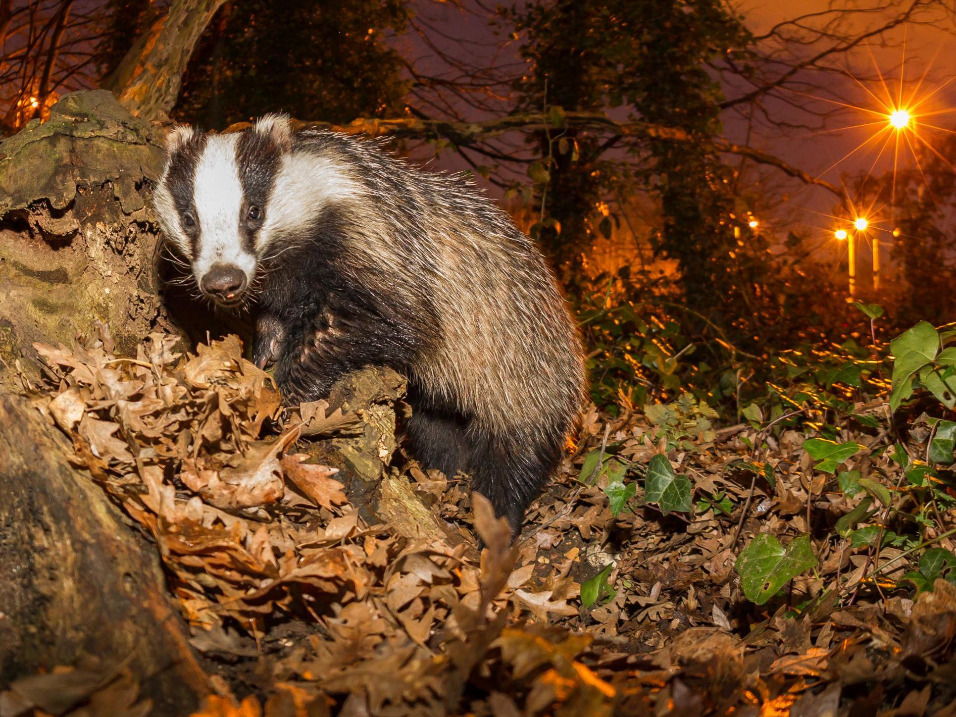 Scientists issue plea to Boris Johnson to halt badger cull expansion 