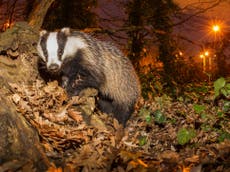 Scientists issue plea to Boris Johnson to halt badger cull expansion 