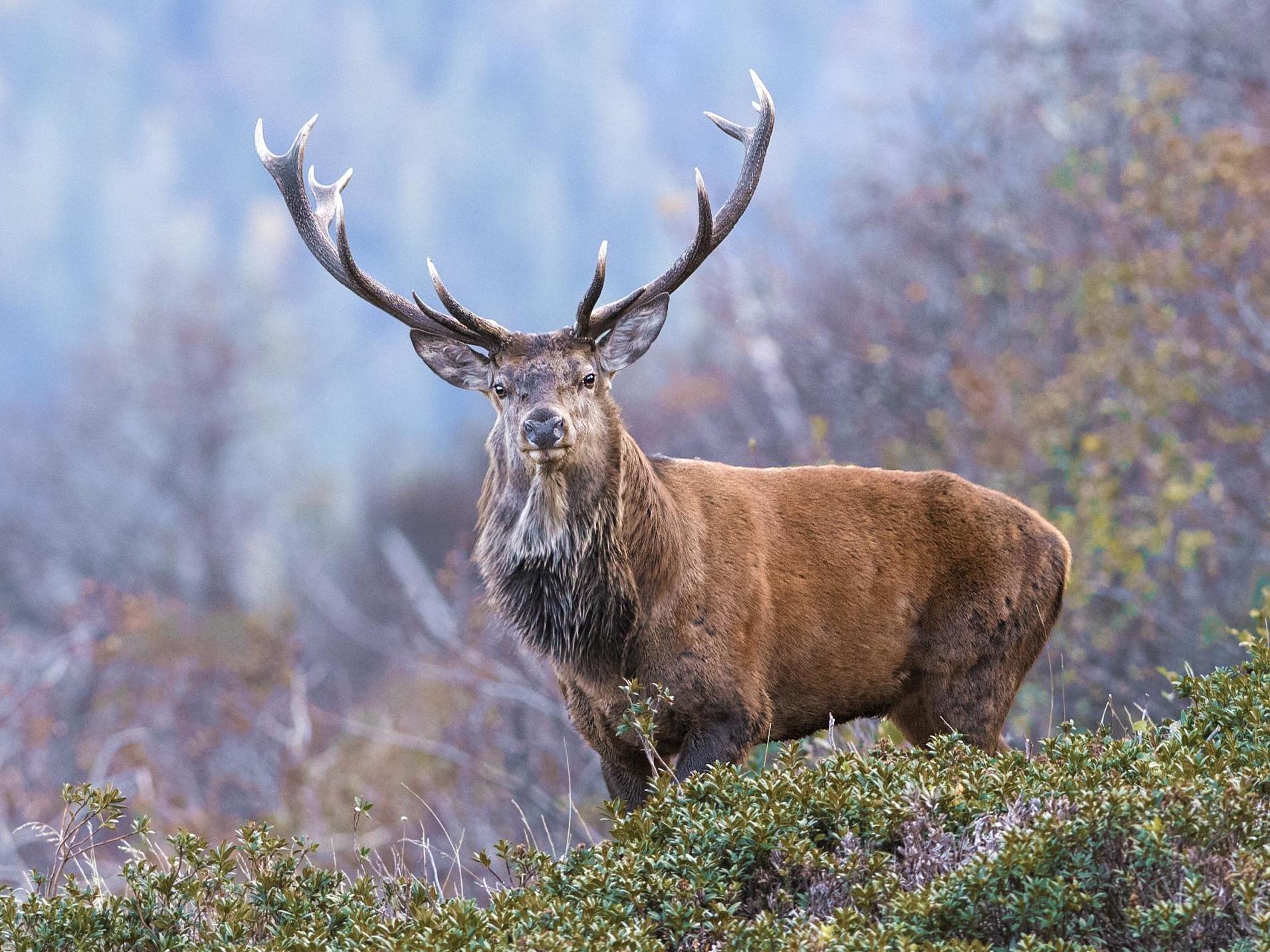 The Devon and Somerset Staghounds met three times a week before the coronavirus lockdown