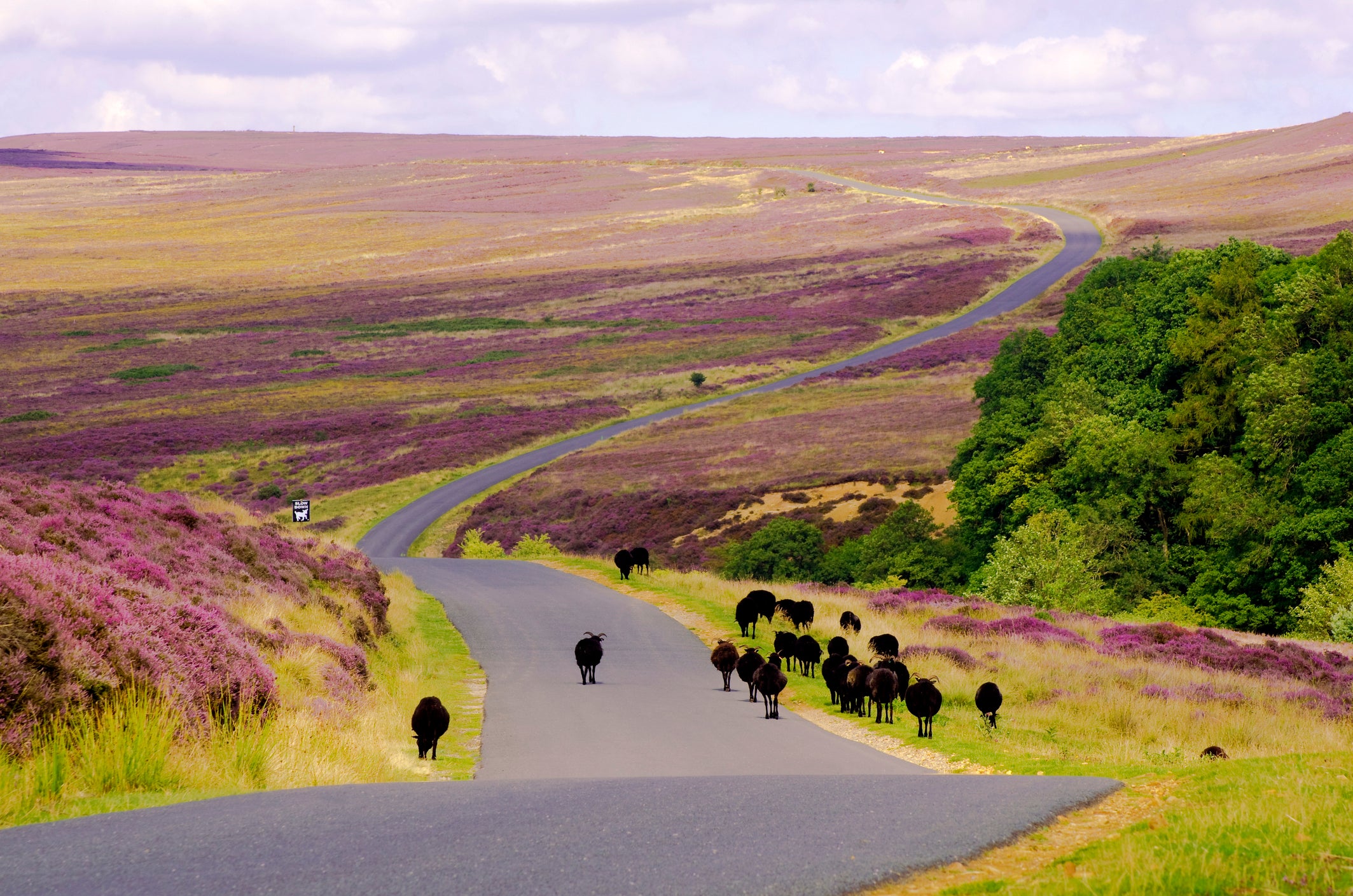 Sheep on Spaunton Moor in the North York Moors