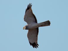 Record breeding year for hen harriers despite illegal killings