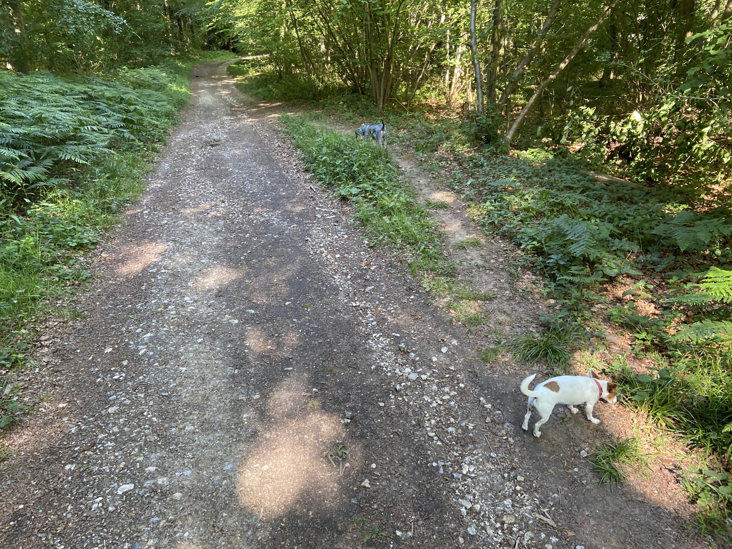 Chalky soil will attract different species of animals and plants, such as badgers and bluebells