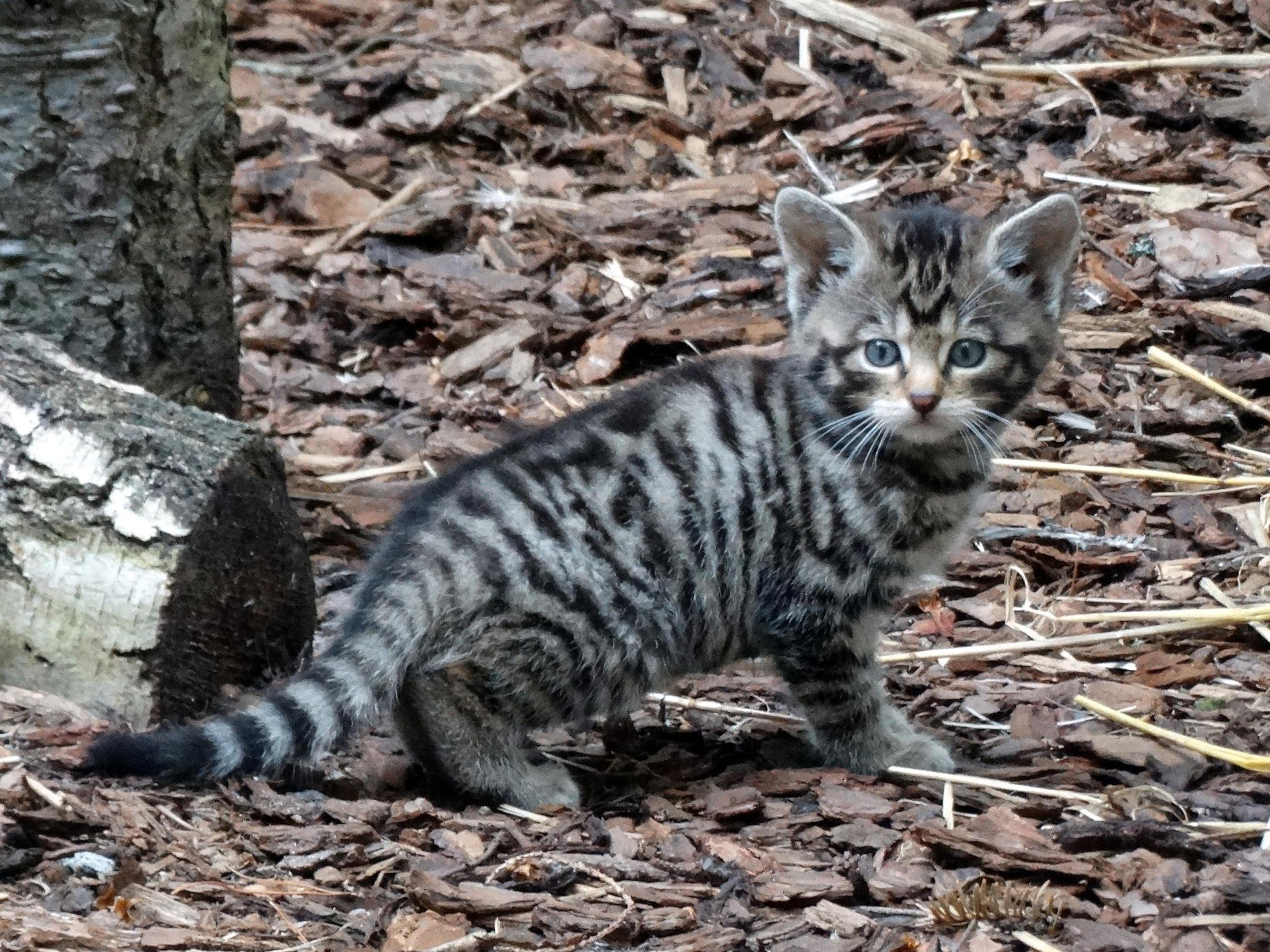 Scottish wildcats are critically endangered. Four have been born in captivity at the Highland Wildlife Park near Aviemore