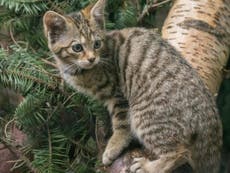 Rare and endangered wildcat kittens born in Scotland