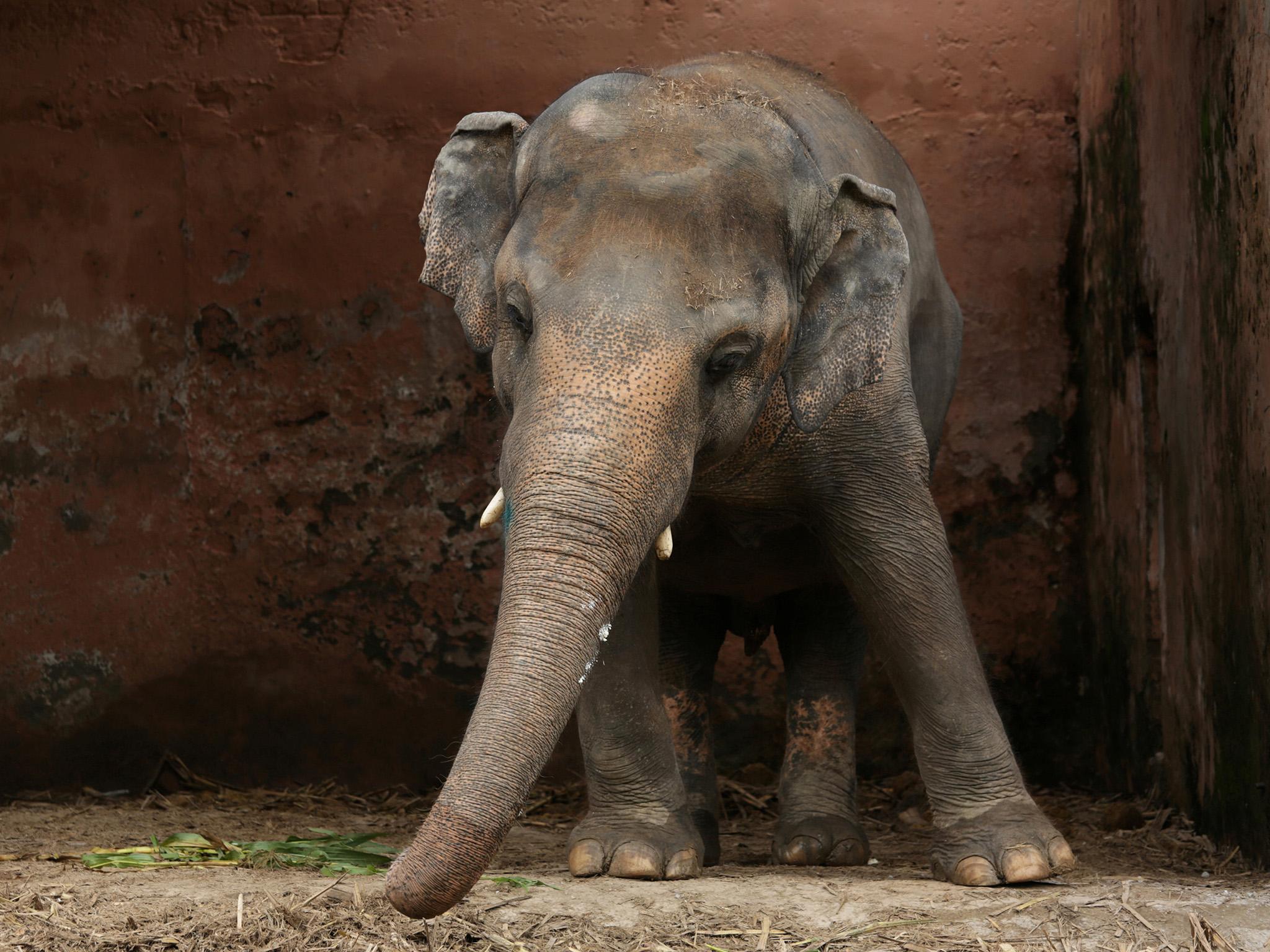 Kavaan the elephant stands at his enclosure at the Marghazar Zoo in Islamabad