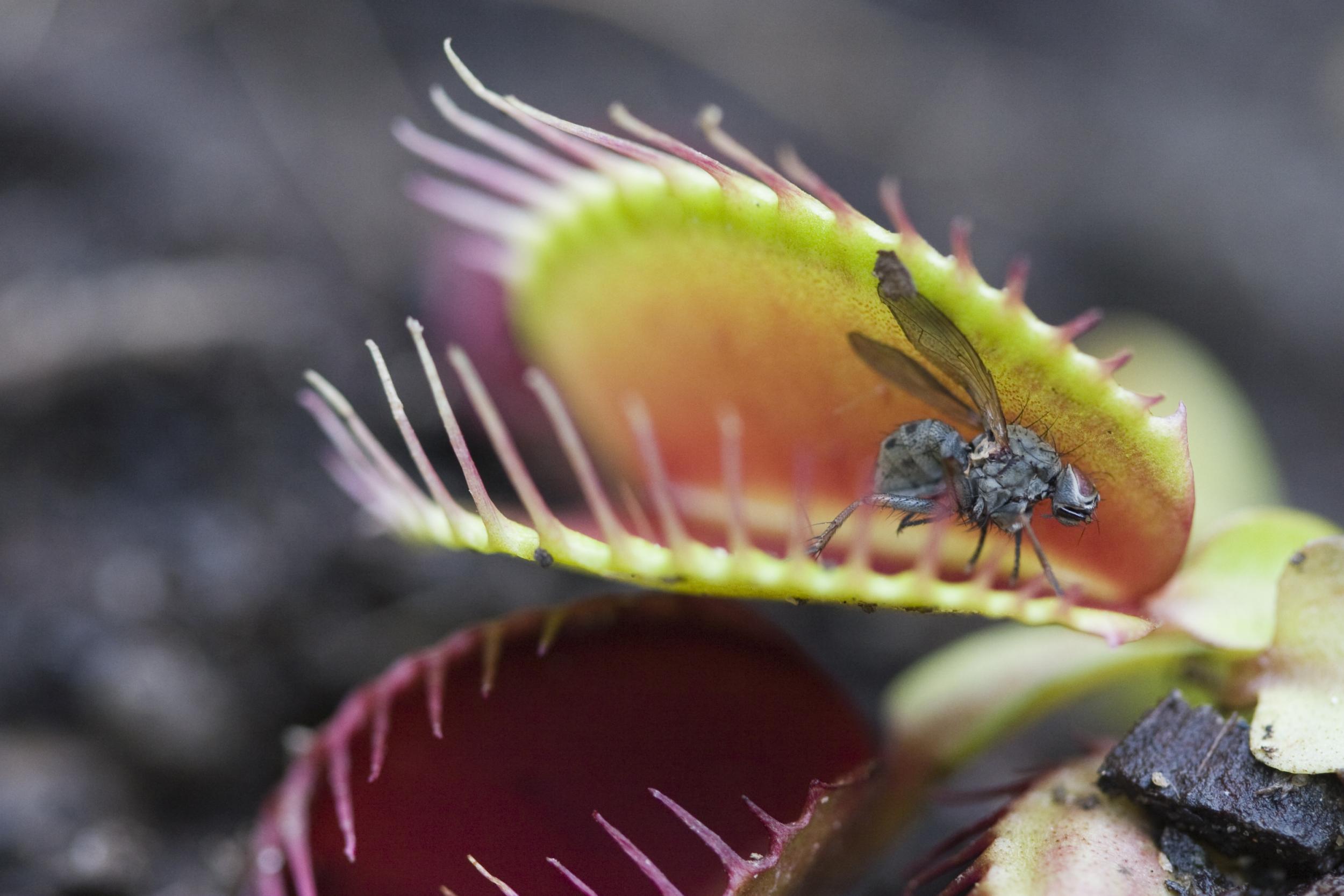 Venus flytraps ar sold on the black market