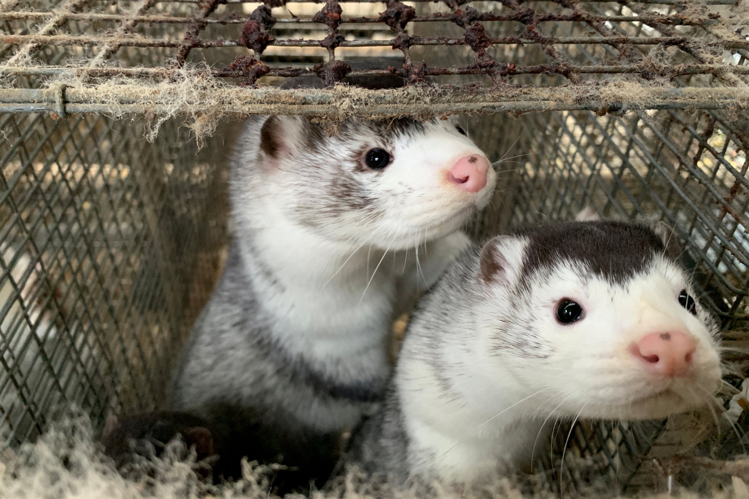 Mink on a farm in Denmark, where widespread culls were necessary due to Covid-19