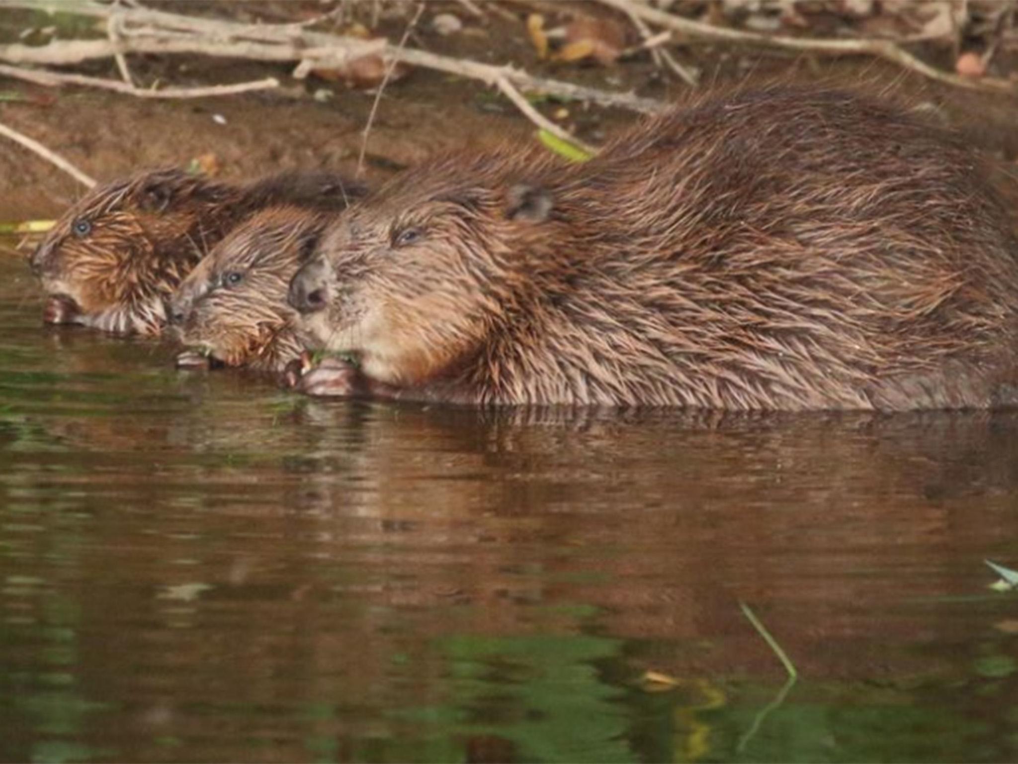 Beavers have been used in California to help build wetlands in areas prone to wildfires