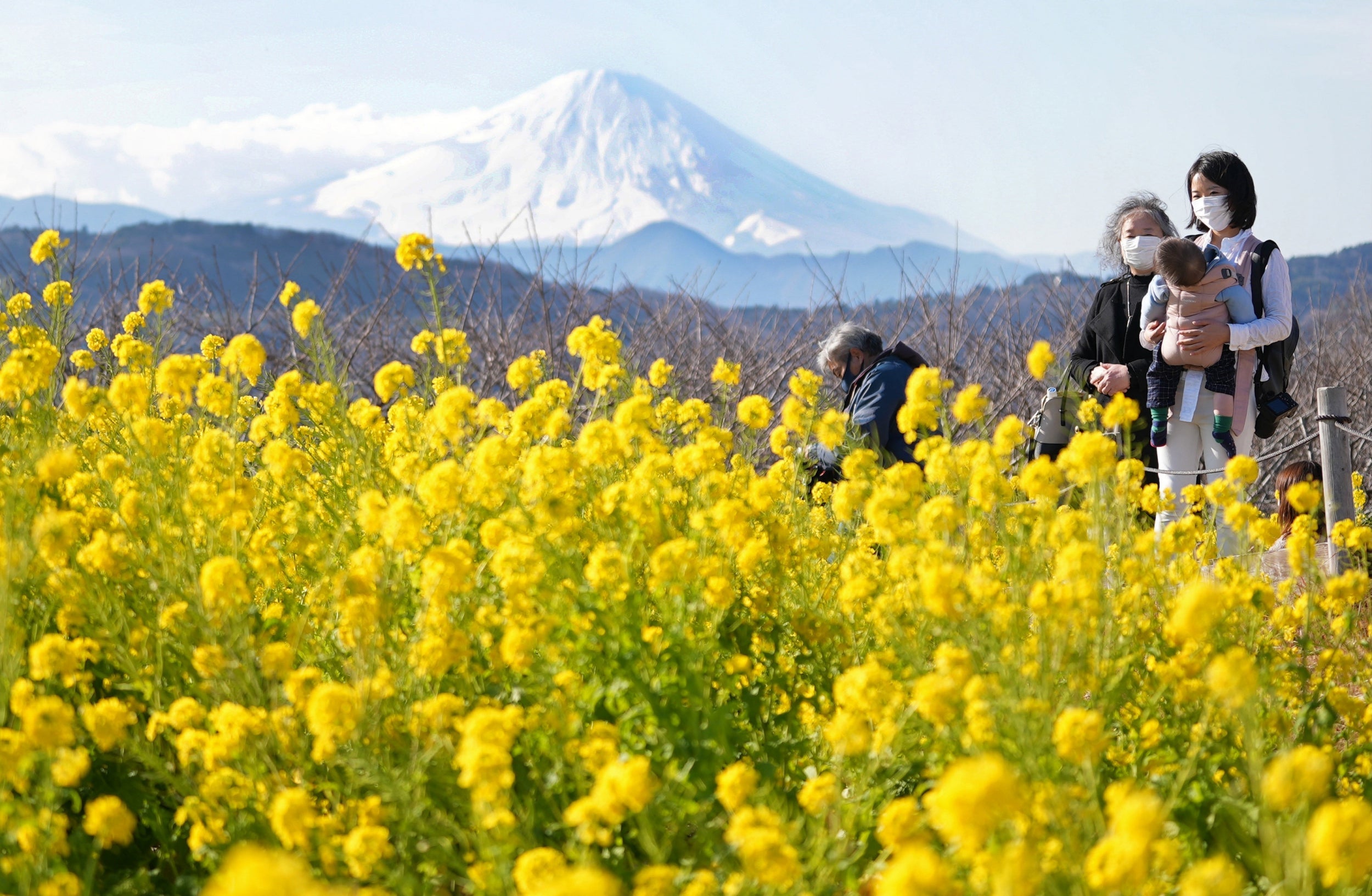 Visitors stroll through early-blooming rapeseed blossoms at Azumayama Park in full bloom as Mount Fuji is seen in the background in Ninomiya, west of Tokyo, Japan, 25 January