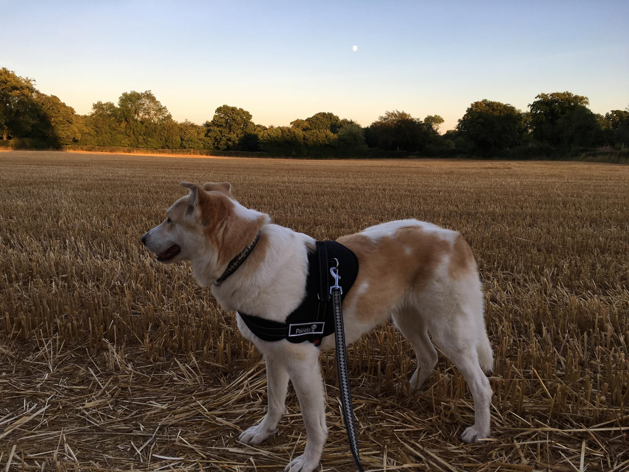 The rescue dogs were shot dead by Bourke Shire Council, who claimed to be enforcing Covid-19 restrictions (Stock image)