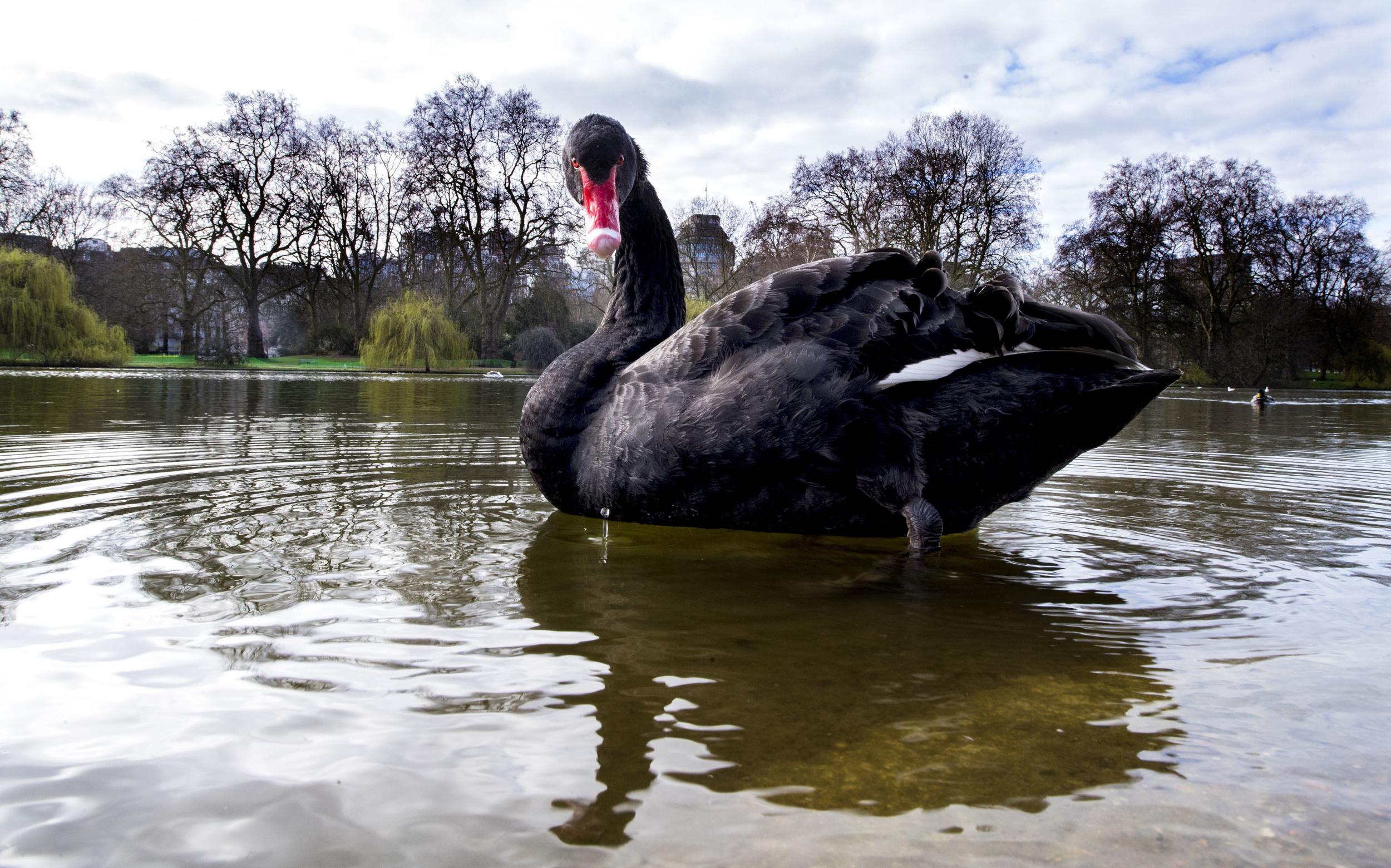 Experts say the famous birds are in a “highly precarious situation”