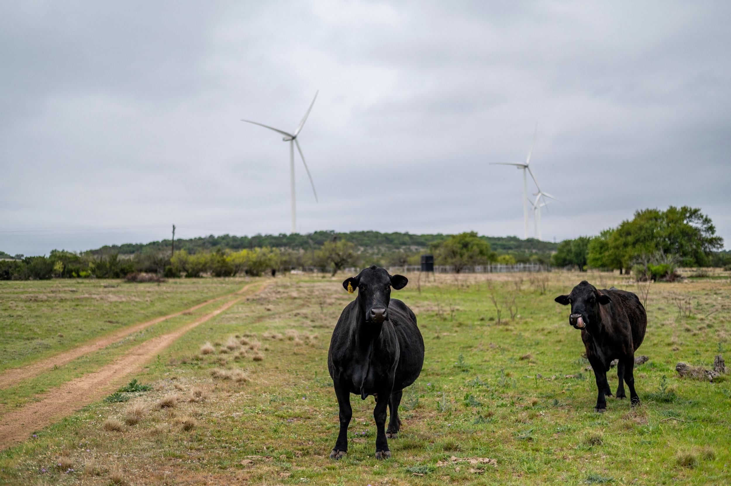 High stakes: eating beef comes trailing a huge carbon and methane footprint