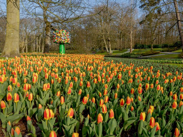 <p>Tulips are a great cross seasonal bloom </p>